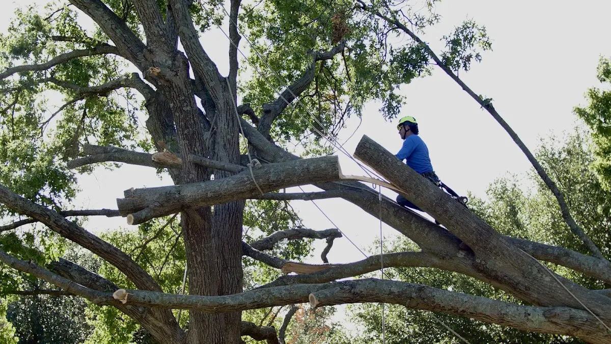 Professional Crown Thinning performed by certified arborists in Montague